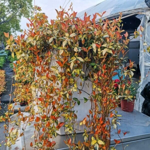 Summer Sunset Jasmine I Large Gallon Size Plants I Trachelospermum Asiaticum I Live Radiant Orange|Red Flowers for Full Sun Gardens, Drought|Tolerant, Vibrant Blooms