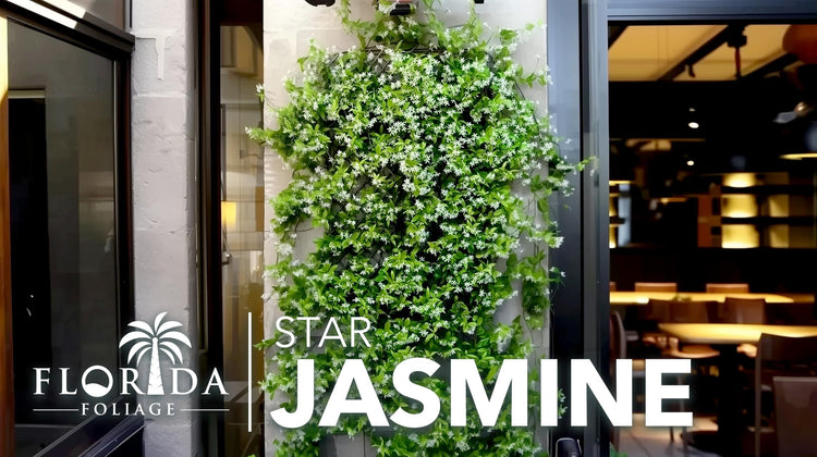 Star Confederate Jasmine | Live Plants | Trachelospermum jasminoides | Flowering Vine Plants | Evergreen Ground Cover for Landscaping