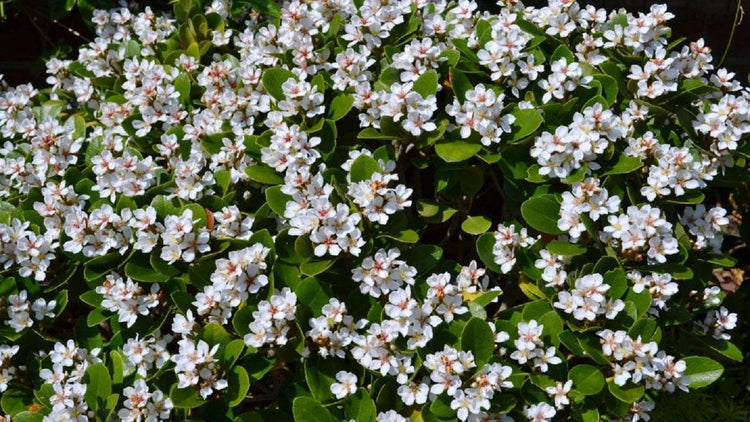 Indian Hawthorn | Live Plants | Rhaphiolepis Indica Alba | Flowering Evergreen Shrub