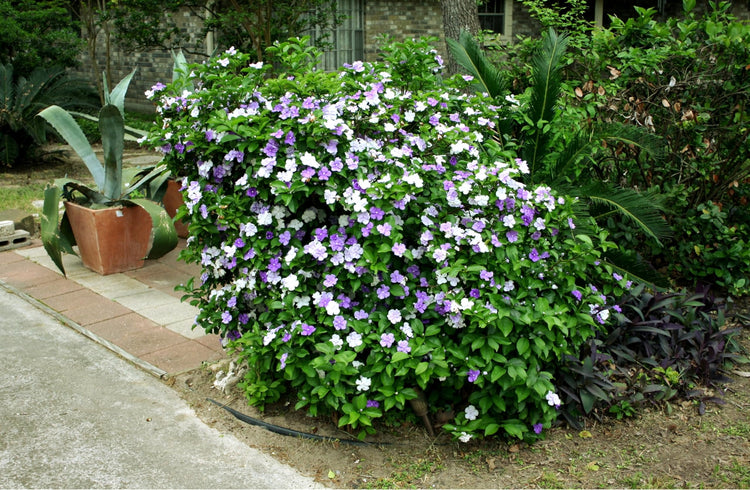 Yesterday Today Tomorrow | Extra Large 3 Gallon Plants | Brunfelsia pauciflora | Fragrant Blooms | Full Sun to Partial Shade