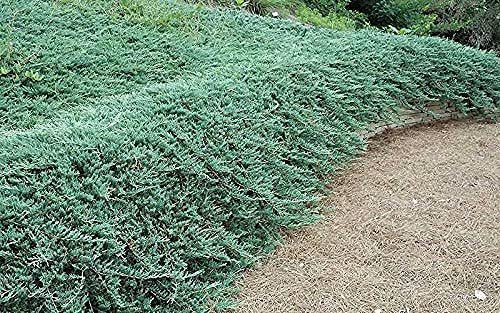 Juniper Bar Harbor | Live Gallon Size Plants | Juniperus Horizontalis | Drought Tolerant Cold Hardy Evergreen Groundcover