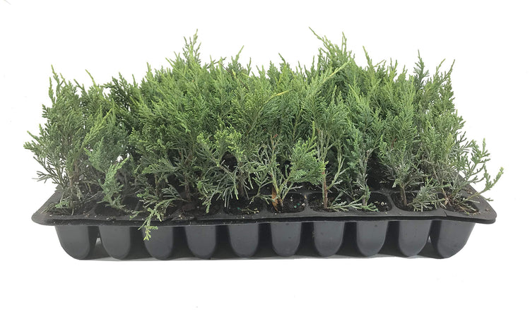 Old Gold Juniper | Live Plants | Juniperus Chinensis | Drought Tolerant Cold Hardy Evergreen Ground Cover