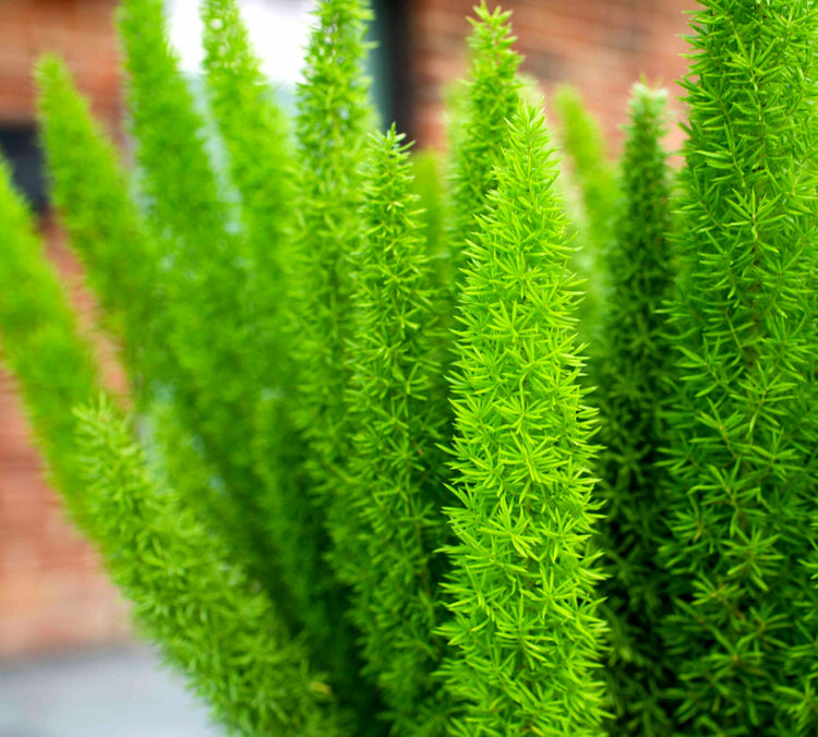 Foxtail Fern | Extra Large 3 Gallon Plant | Asparagus densiflorus 'Meyersii' | Lush Texture | Architectural Greenery