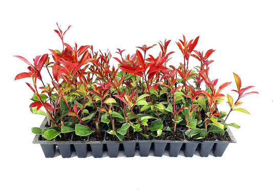 Photinia Red Tip | Live Plants | Photinia x Fraseri | Evergreen Landscape Shrub