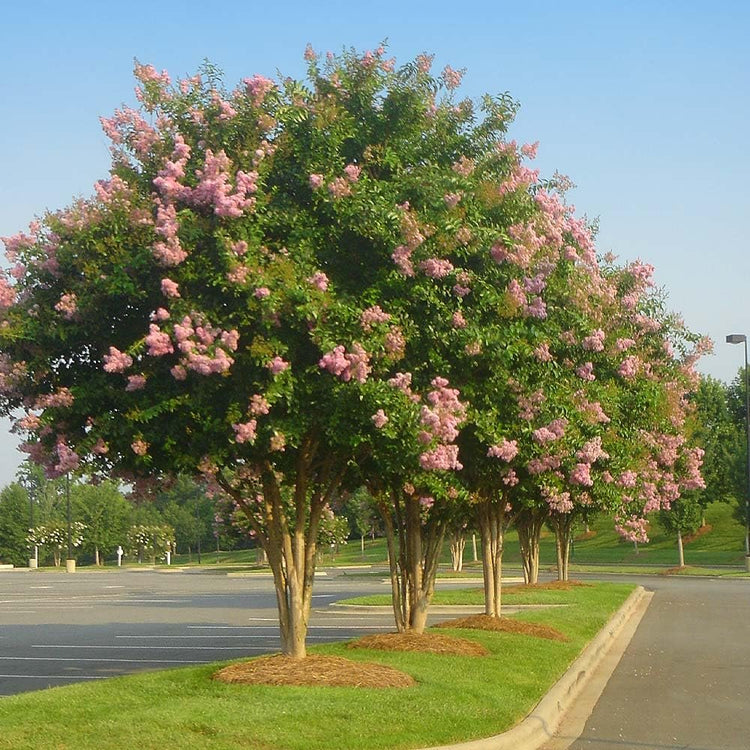Crape Myrtle Sioux | Live Plants | Vibrant Hot Pink Blooms, Live Plant, Show|Stopping Ornamental Shrub for Stunning Garden Displays