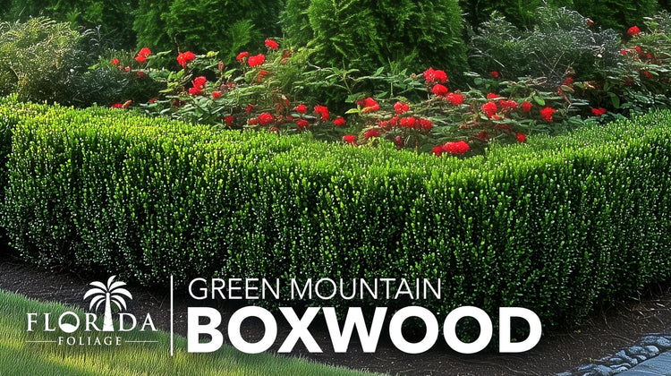 Green Mountain Boxwood | Live Gallon Size Plant | Elegant Pyramid|Shaped Evergreen, Ideal for Topiary & Landscaping, Cold|Hardy & Drought|Tolerant