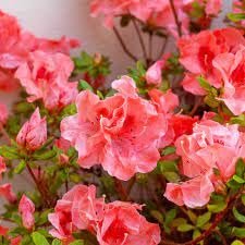 Azalea Fashion | Extra Large 3 Gallon Plants | Vibrant, Healthy, & Blooming, Perfect for Indoor/Outdoor Decor, Easy|Care Flowering Shrub, Ideal Gift for Garden Enthusiasts