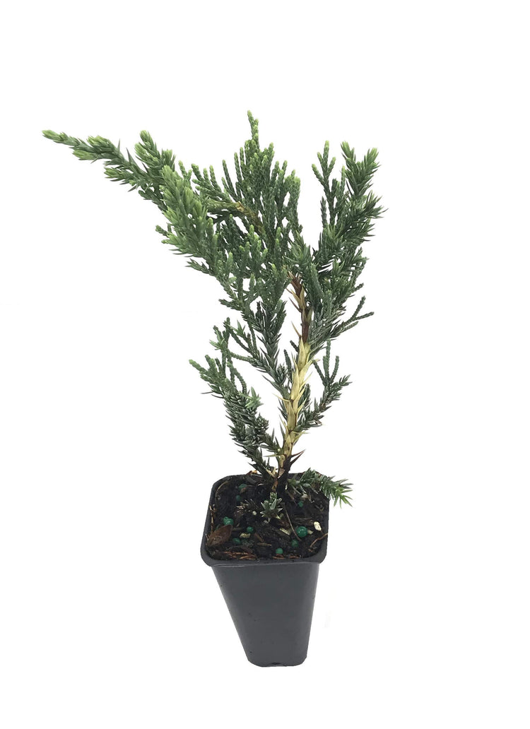 Juniper Parsoni | Live Plants | Juniperus Squamata Expansa Parsons | Drought Tolerant Cold Hardy Evergreen Ground Cover