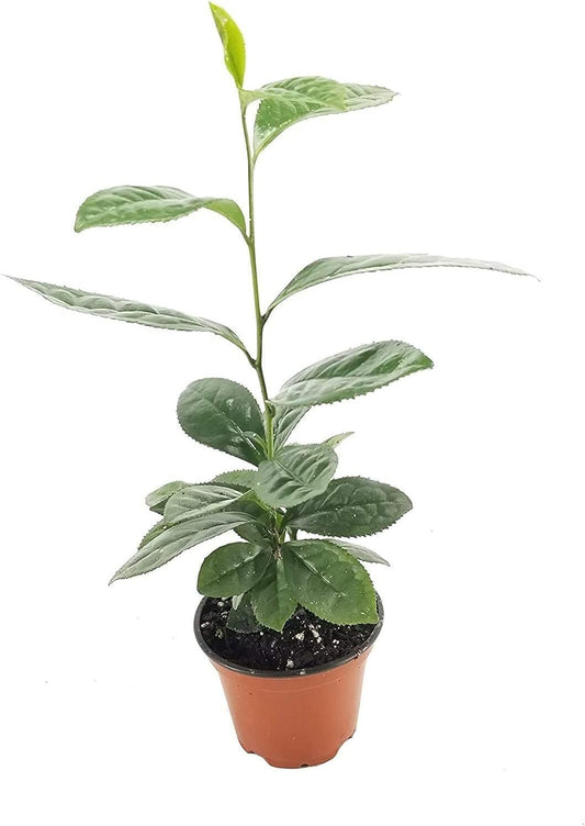 Camellia Sinensis Tea Plants | Live 4 Inch Pots | Camellia Sinensis | Grow & Brew Your Own Tea | Perfect for Home Gardens