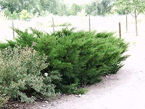 Sea Green Juniper | Live 4 Inch Pot | Juniperus Chinensis | Drought Tolerant Cold Hardy Evergreen Border Screening Plant