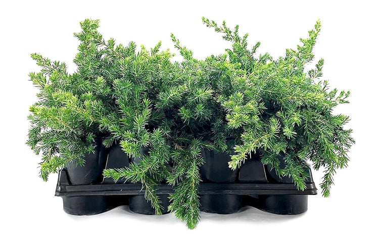 Juniper Blue Pacific | Live 4 Inch Pot | Juniperus conferta 'Blue Pacific' | Evergreen Ground Cover Plants | Drought|Tolerant Landscaping Shrub