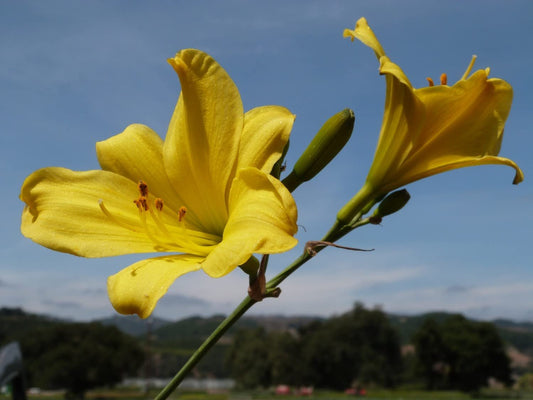 Florida Foliage Daylily Yangtze | Live 4 Inch Pots | Hemerocallis Plants | Beautiful Low Maintenance Blooming Groundcover