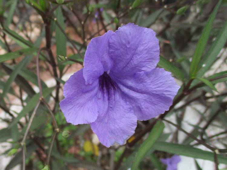 Mexican Petunia Purple | Live Plants | Ruellia Brittoniana | Purple Flowering Landscape Pollinator | Heat Tolerant Groundcover | Outdoor Perennial for Gardens Borders Walkways Containers