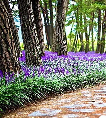 Liriope Big Blue | Live Plants | Liriope muscari | Lavender Blue Flowers | Evergreen Ground Cover for Shade | Landscape Borders for Walkways and Beds