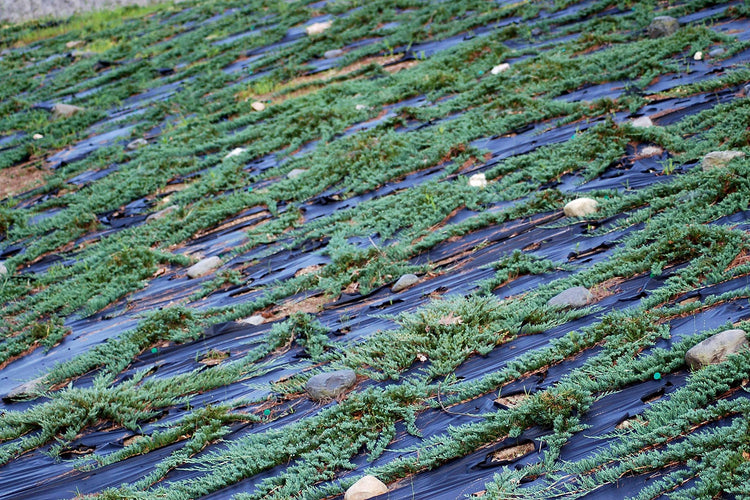 Juniper Bar Harbor | Live Plants | Juniperus Horizontalis | Drought Tolerant Cold Hardy Evergreen Ground Cover