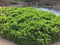 Green Carissa Holly Ilex | Extra Large 3 Gallon Plants | Ilex cornuta 'Carissa' | Hardy Evergreen Shrub | Fast|Growing Garden Accent