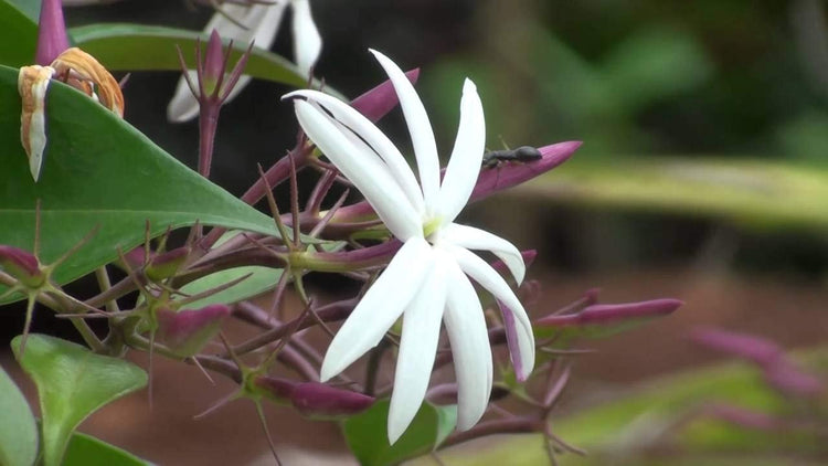 Star Jasmine | Live Plants | Jasminum Nitidum | Fragrant Blooming Evergreen Vine