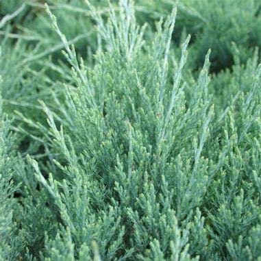 Hughes Juniper | Live Plants | Juniperus Horizontalis | Drought Tolerant Cold Hardy Evergreen Ground Cover