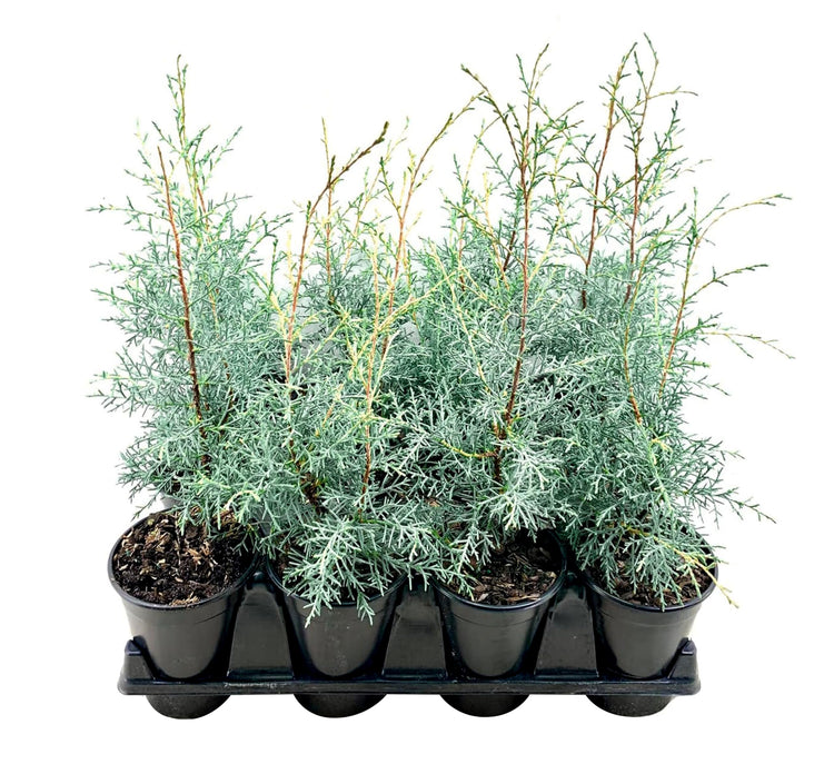 Carolina Sapphire | Live Quart Size Plants | Cupressus arizonica 'Carolina Sapphire' | Fast|Growing Privacy Trees | Evergreen Landscape Screening Plants