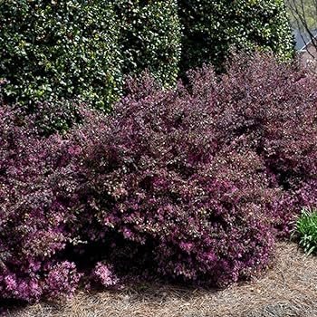 Loropetalum Ruby | Extra Large 3 Gallon Plants | Loropetalum Chinense 'Ruby' | Vibrant Garden Addition | Easy|Grow Foliage