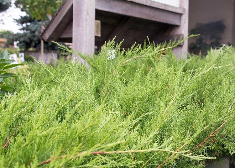 Juniper Kallay | Live Gallon Size Plant | Juniperus Chinensis | Drought Tolerant Cold Hardy Evergreen Groundcover
