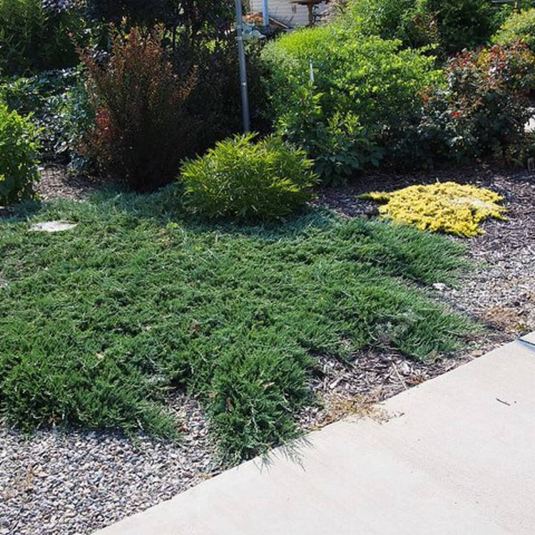 Juniper Bar Harbor | Live Gallon Size Plants | Juniperus Horizontalis | Drought Tolerant Cold Hardy Evergreen Groundcover