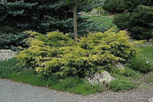 Old Gold Juniper | Live Plants | Juniperus Chinensis | Drought Tolerant Cold Hardy Evergreen Ground Cover