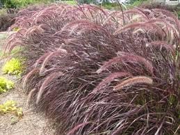 Red Fountain Grass I Large Gallon Size Plant I Pennisetum Setaceum Rubrum I Live Premium Quality, Ornamental Perennial Grass for Eye|Catching Landscaping, Gardens