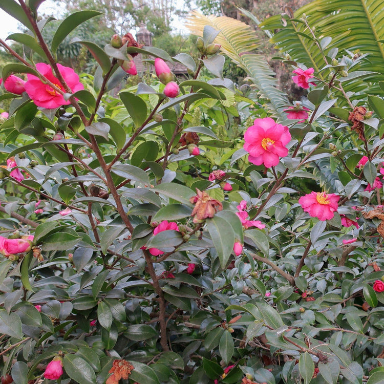 Camellia Sasanqua Kaniiro I Extra Large 3 Gallon Plants | Pink Flowering Vibrant Blooming Shrub, Live Plant for Garden, Landscape & Home Decor, Hardy Evergreen Ornamental Flowering Bush