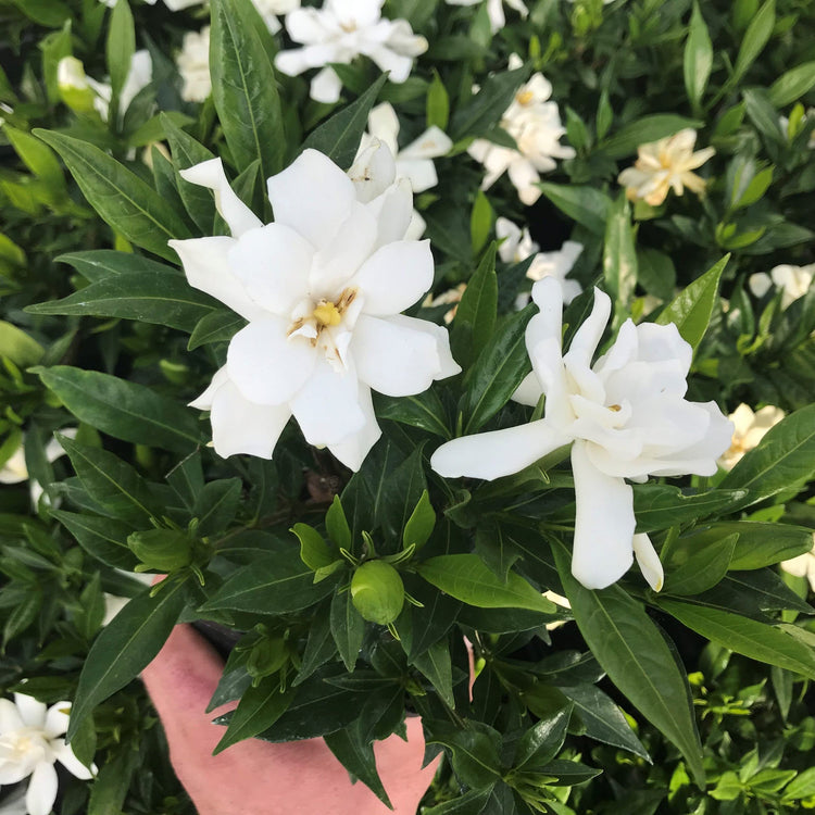 Frostproof Gardenia | Large Gallon Size Plants | Fragrant Blooming Shrub | Gardenia Jasminoides