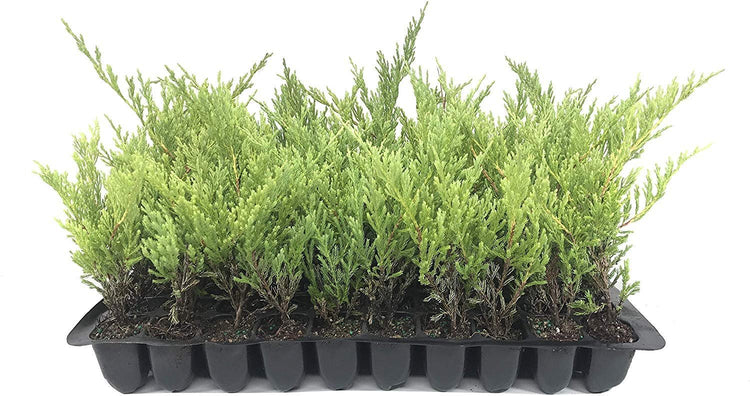 Juniper Andorra Compacta | Live Plants | Juniperus Horizontalis | Drought Tolerant Cold Hardy Evergreen Ground Cover