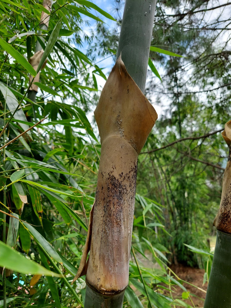 Graceful Bambusa Nutans Bongkhai Ever Bamboo | Large Gallon Size Plant | Fast|Growing Privacy Screen | Hardy & Lush Outdoor Greenery