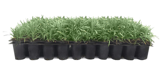 Dwarf Mondo Grass | 20 Live Plants | Shade Loving Evergreen Ground Cover Ophiopogon Japonicus Nanus