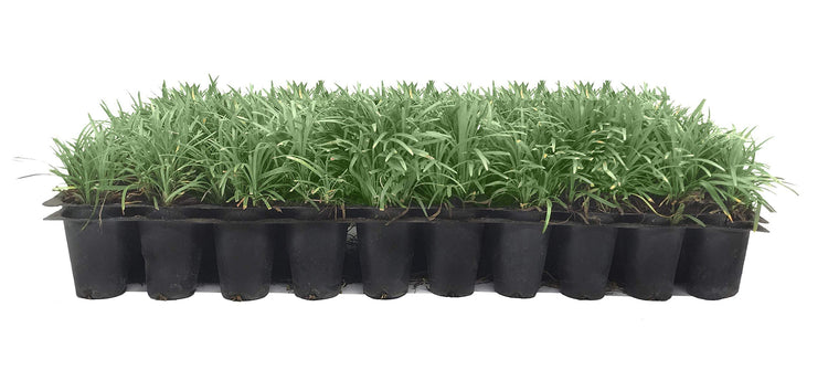 Dwarf Mondo Grass | 20 Live Plants | Shade Loving Evergreen Ground Cover Ophiopogon Japonicus Nanus