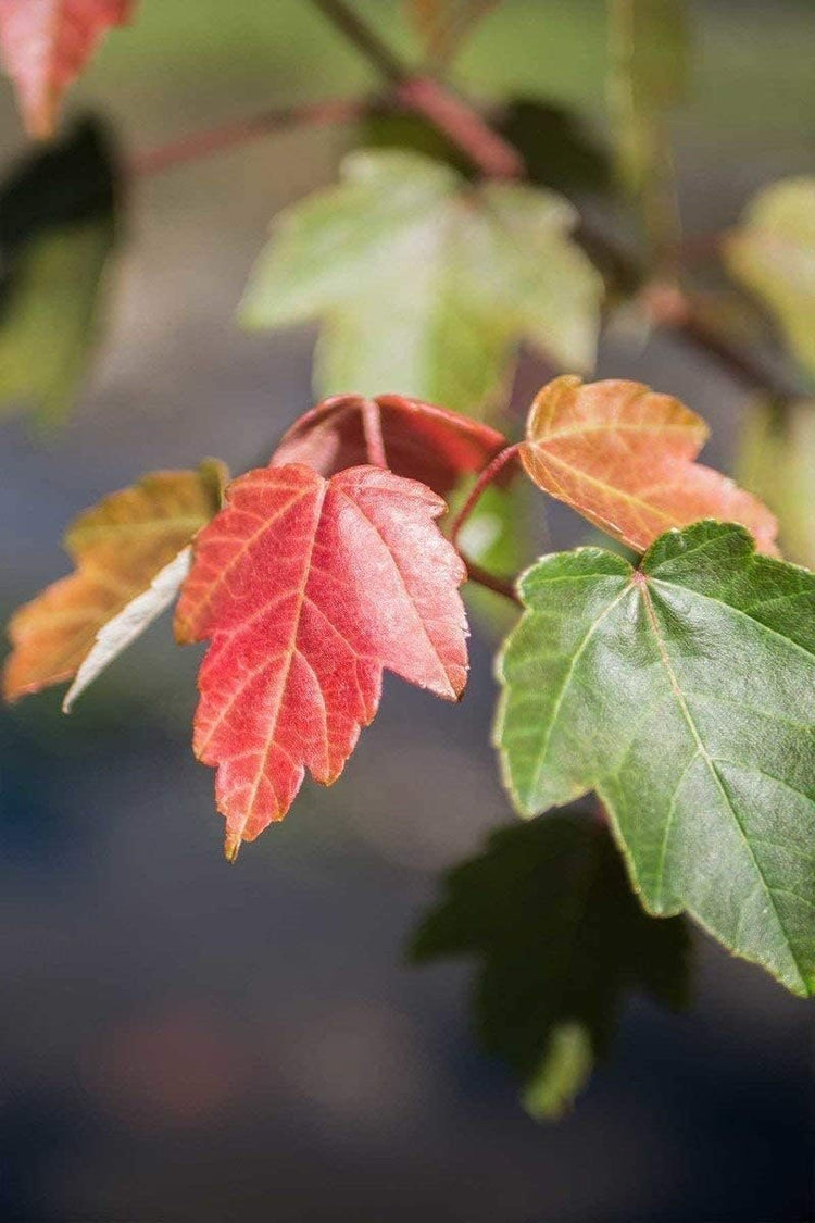 Red Maple Tree | Live Trees | Acer rubrum | Native American Beauty Fast|Growing Shade Tree | Fall Foliage Wildlife|Friendly Habitat