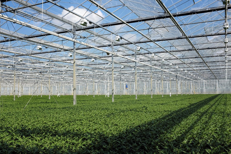 Dwarf Burford Holly Ilex | 10 Live Plants | Evergreen Burfordi Shrub
