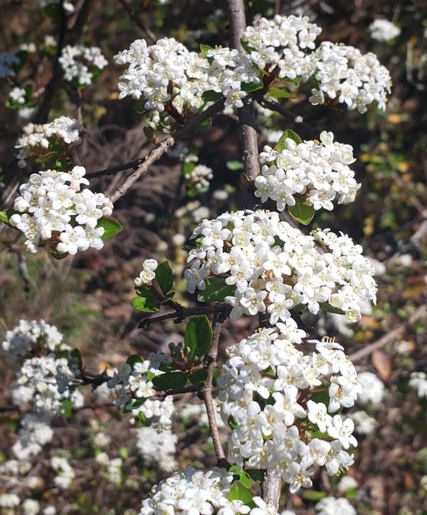 Viburnum Mrs. Schiller's Delight I Large Gallon Size Plant | Live Plants I Dwarf Obovatum I Evergreen Shrub with Fragrant White Blooms, Ideal for Hedges, Borders