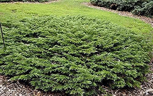 Juniper Monna Sierra Spreader | Live 4 Inch Pots | Juniperus Chinensis | Drought Tolerant Cold Hardy Evergreen Groundcover Plants