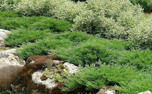 Juniper Andorra Compacta | Live 4 Inch Pot | Juniperus horizontalis ëAndorra Compactaí | Low|Growing Evergreen Ground Cover | Drought|Tolerant Landscaping Plants