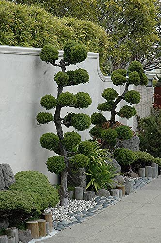 San Jose Juniper | Live Gallon Size Plants | Juniperus Chinensis | Bonsai Drought Tolerant Cold Hardy Evergreen Groundcover