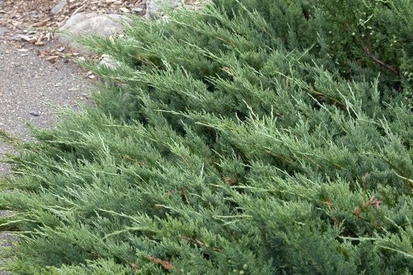 Hughes Juniper | Live 4 Inch Pots | Drought|Tolerant Evergreen for Landscaping, Privacy Screens, and Bonsai, Easy|to|Grow