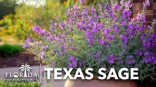 Texas Sage | Live Plants | Leucophyllum frutescens | Drought|Tolerant Shrub for Landscaping | Hardy Evergreen with Silver Foliage and Purple Blooms