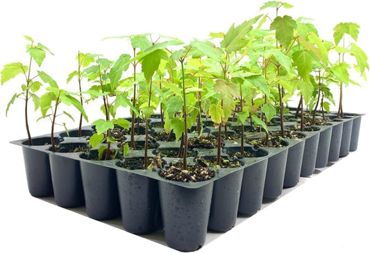 Red Maple Tree | Live Trees | Acer rubrum | Native American Beauty Fast|Growing Shade Tree | Fall Foliage Wildlife|Friendly Habitat