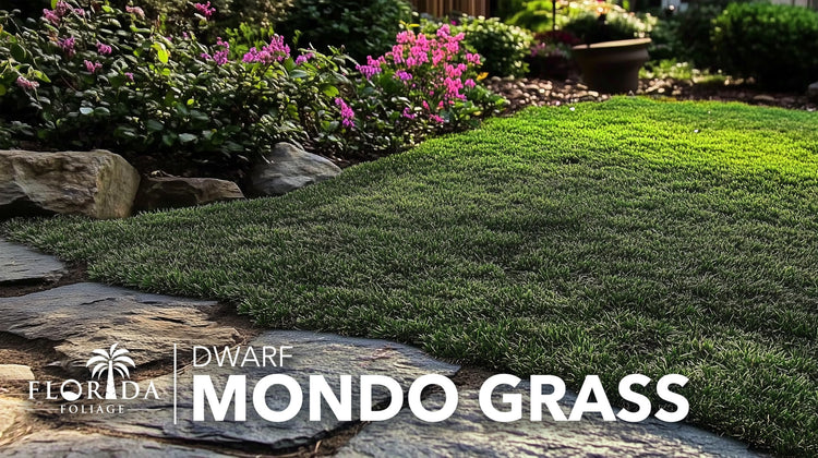 Dwarf Mondo Grass | Live Plants | Ophiopogon Japonicus Nana | Lush Ground Cover | Shade Loving Low Maintenance Garden Solution | Ideal for Landscaping and Borders | Hardy and Evergreen