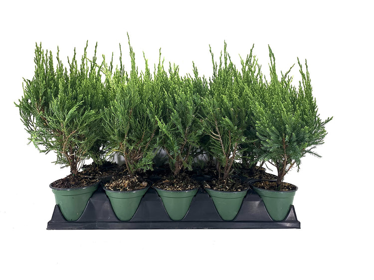 Sea Green Juniper | Live 4 Inch Pot | Juniperus Chinensis | Drought Tolerant Cold Hardy Evergreen Border Screening Plant