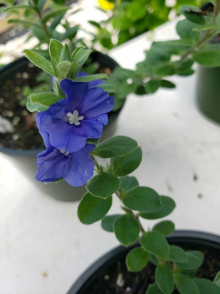 Beach Bum Blue I Large Gallon Size Plants I Evolvulus Glomeratus I Live Low|Maintenance, Drought|Resistant, Ideal for Coastal Gardens