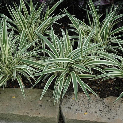 Variegated Flax Lily I Large Gallon Size Plants I Dianella Tasmanica I Live Striking Green and White Foliage, Drought|Resistant, Evergreen Perennial