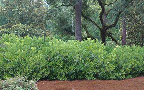 Anise Forest Green | Live Plants | Illicium Parviflorum | Shade Loving Evergreen Hedge