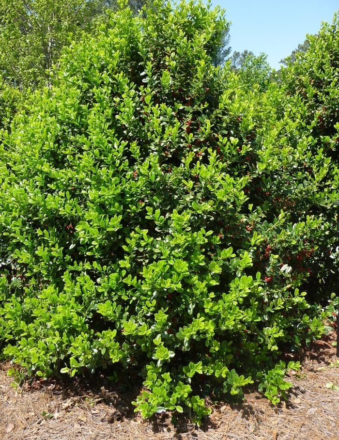 Needlepoint Chinese Holly I Large Gallon Size Plants I Live Evergreen Shrub with Unique Needle|Like Leaves for Hedging, Privacy, and Landscaping