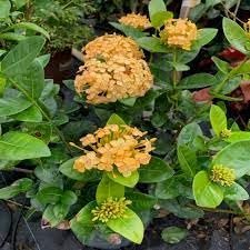 Ixora Yellow | Extra Large 3 Gallon Plants | Ixora chinensis | Bright Garden Highlight | Sun|Loving Tropical Shrub